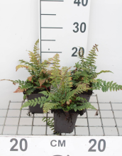 Planten Polystichum aculeatum   pot 9x9 cm  