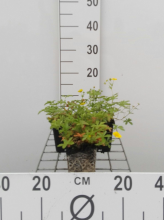 Planten Potentilla aurea   pot 9x9 cm