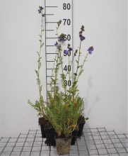 Planten Polemonium caeruleum   pot 9x9 cm  