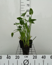 Planten Pontederia cordata   pot 9x9 cm  