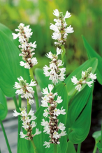 Planten Pontederia cordata 'White Pike'   pot 9x9 cm