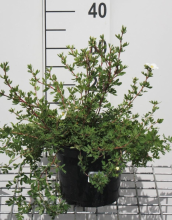 Planten Potentilla fruticosa 'Abbotswood'   pot 3L   25 30 cm  