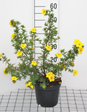 Planten Potentilla fruticosa 'Goldfinger'   pot 3L   25 30 cm  