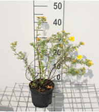 Planten Potentilla fruticosa 'Goldfinger'   pot 1,3L   20 25 cm