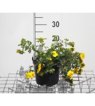 Planten Potentilla fruticosa 'Goldteppich'   pot 3L   25 30 cm
