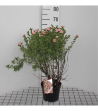 Planten Potentilla fruticosa 'Pink Beauty' (Lovely Pink)   pot 3L   25 30 cm