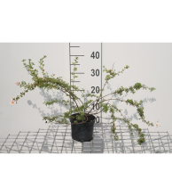 Planten Potentilla fruticosa 'Blink' (Princess)   pot 1,3L   20 25 cm