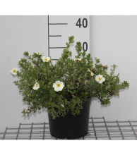Planten Potentilla fruticosa 'Tilford Cream'   pot 3L   25 30 cm  