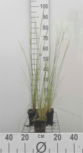 Planten Poa labillardierei   pot 9x9 cm