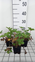 Planten Potentilla nepalensis 'Miss Willmott'   pot 9x9 cm  