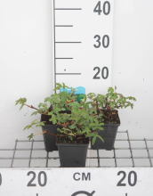 Planten Potentilla palustris   pot 9x9 cm  