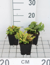 Planten Polystichum setiferum 'Congestum'   pot 9x9 cm  