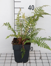 Planten Polystichum setiferum   pot 2L