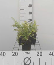 Planten Polystichum setiferum   pot 9x9 cm  