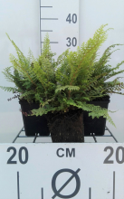 Planten Polystichum setiferum 'Herrenhausen'   pot 9x9 cm  