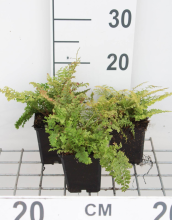 Planten Polystichum setiferum 'Plumoso densum'   pot 9x9 cm