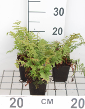 Planten Polystichum setiferum 'Proliferum'   pot 9x9 cm