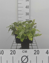 Planten Polypodium vulgare   pot 9x9 cm  