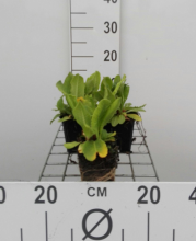 Planten Primula denticulata 'Rubin'   pot 9x9 cm  