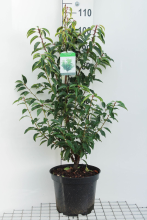 Planten Prunus lusitanica 'Angustifolia'   pot 10L   80 100 cm   struik