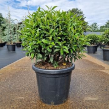 Planten Prunus lusitanica 'Angustifolia'   pot   bolvorm diameter 50+ cm