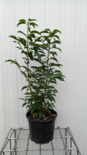 Planten Prunus lusitanica 'Angustifolia'   pot 4L   50 60 cm   struik  