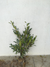 Planten Prunus laurocerasus 'Caucasica'   aardekluit   100 125 cm