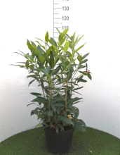 Planten Prunus laurocerasus 'Herbergii'   pot 12L   80 100 cm
