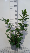 Planten Prunus laurocerasus 'Novita'   pot   40 60 cm
