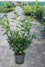Planten Prunus laurocerasus 'Novita'   pot 12L   125 150 cm