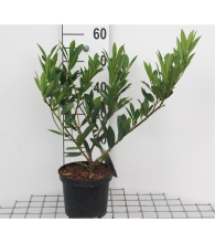 Planten Prunus laurocerasus 'Otto Luyken'   pot   30 40 cm