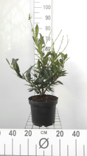 Planten Prunus laurocerasus 'Otto Luyken'   pot 5L   40 60 cm