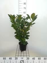 Planten Prunus laurocerasus 'Rotundifolia'   pot   40 60 cm