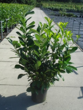 Planten Prunus laurocerasus 'Rotundifolia'   pot 12L   125 150 cm