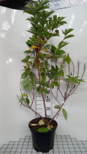 Planten Prunus laurocerasus 'Rotundifolia'   pot 10L   100 125 cm