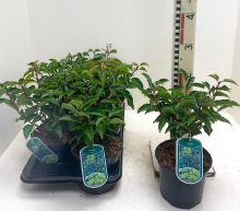 Planten Prunus lusitanica   pot   40 50 cm   struik