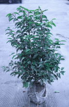 Planten Prunus lusitanica   aardekluit   80 100 cm   struik