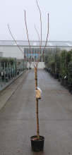 Planten Prunus serrulata 'Kanzan'   pot 10L   geënt op stamhoogte 120 cm