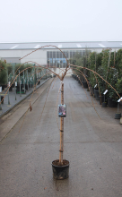 Planten Prunus 'Kiku shidare zakura'   pot 10L   geënt op stamhoogte 120 cm