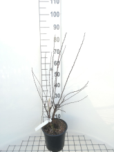 Planten Prunus triloba   pot   50 60 cm