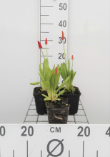 Planten Primula vialii   pot 9x9 cm  