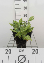 Planten Pulmonaria officinalis 'Sissinghurst White'   pot 9x9 cm