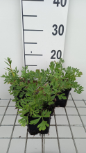 Planten Pulsatilla vulgaris 'Röde Klokke'   pot 9x9 cm