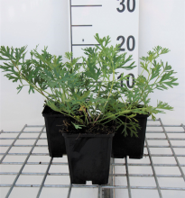 Planten Pulsatilla vulgaris   pot 9x9 cm  