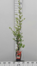 Planten Pyracantha coccinea 'Red Column'   pot   50 60 cm  
