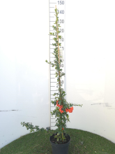 Planten Pyracantha coccinea 'Red Column'   pot 3L   80 100 cm  