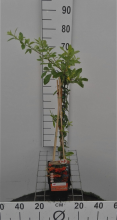 Planten Pyracantha 'Orange Glow'   pot   50 60 cm