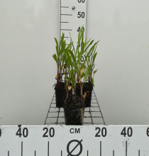 Planten Ranunculus lingua   pot 9x9 cm  