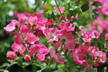 Planten Rosa 'American Pillar'   pot   klimroos
