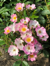 Planten Rosa 'Ballerina'   pot